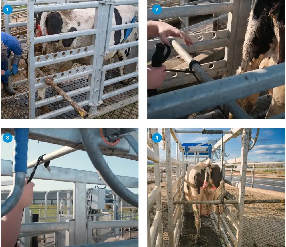 How to trim rear hooves on dairy cattle in Te Pari Crush