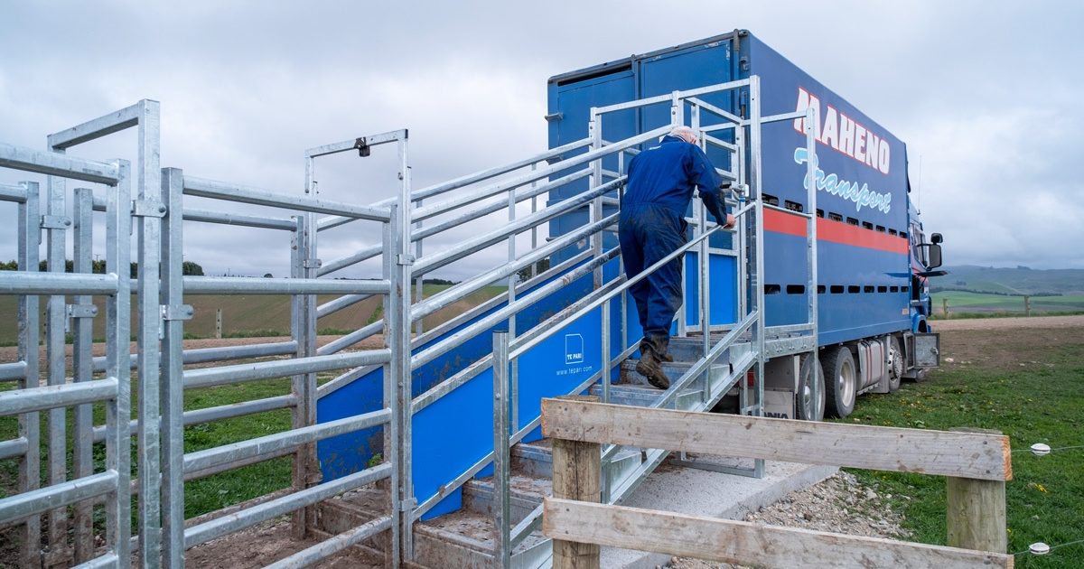 https://cms.tepari.com/images/thumbnails/09-Community/5-Articles/Te-Pari-Stepped-Cattle-Loading-Ramps-Making-loading-and-unloading-faster-and-easier/_1200x630_crop_center-center_82_none/Stepped-loading-ramp-action-01.jpg?mtime=1725578500